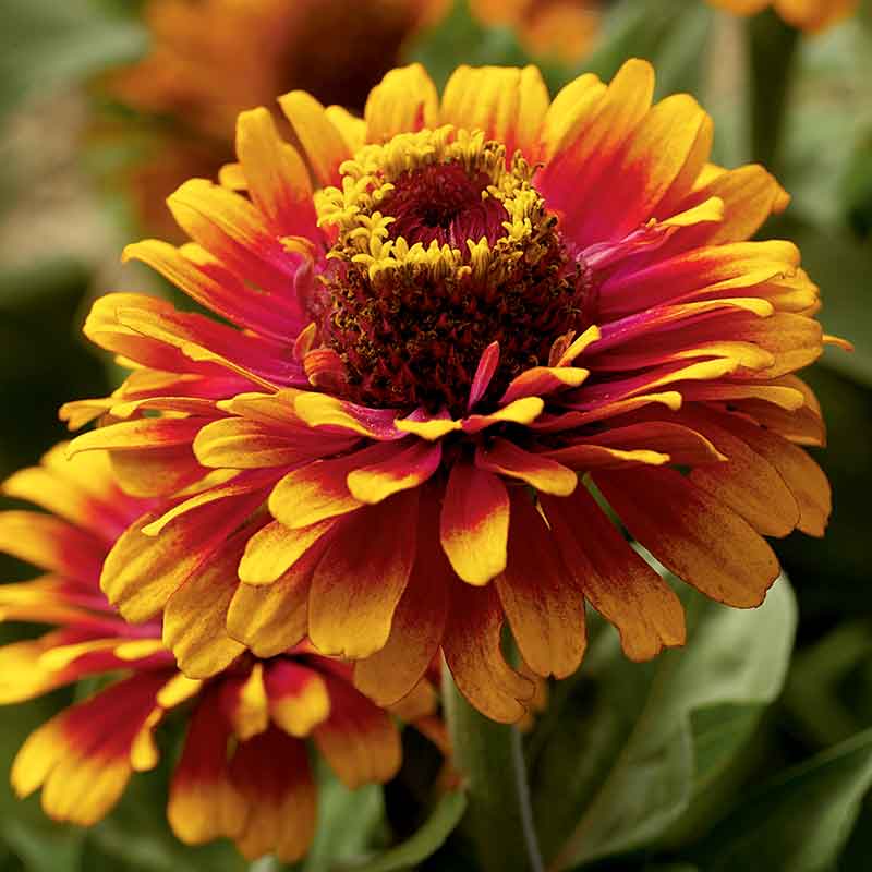 Close-up of vibrant zinnia zowie yellow flame in orange and yellow on a garden backdrop