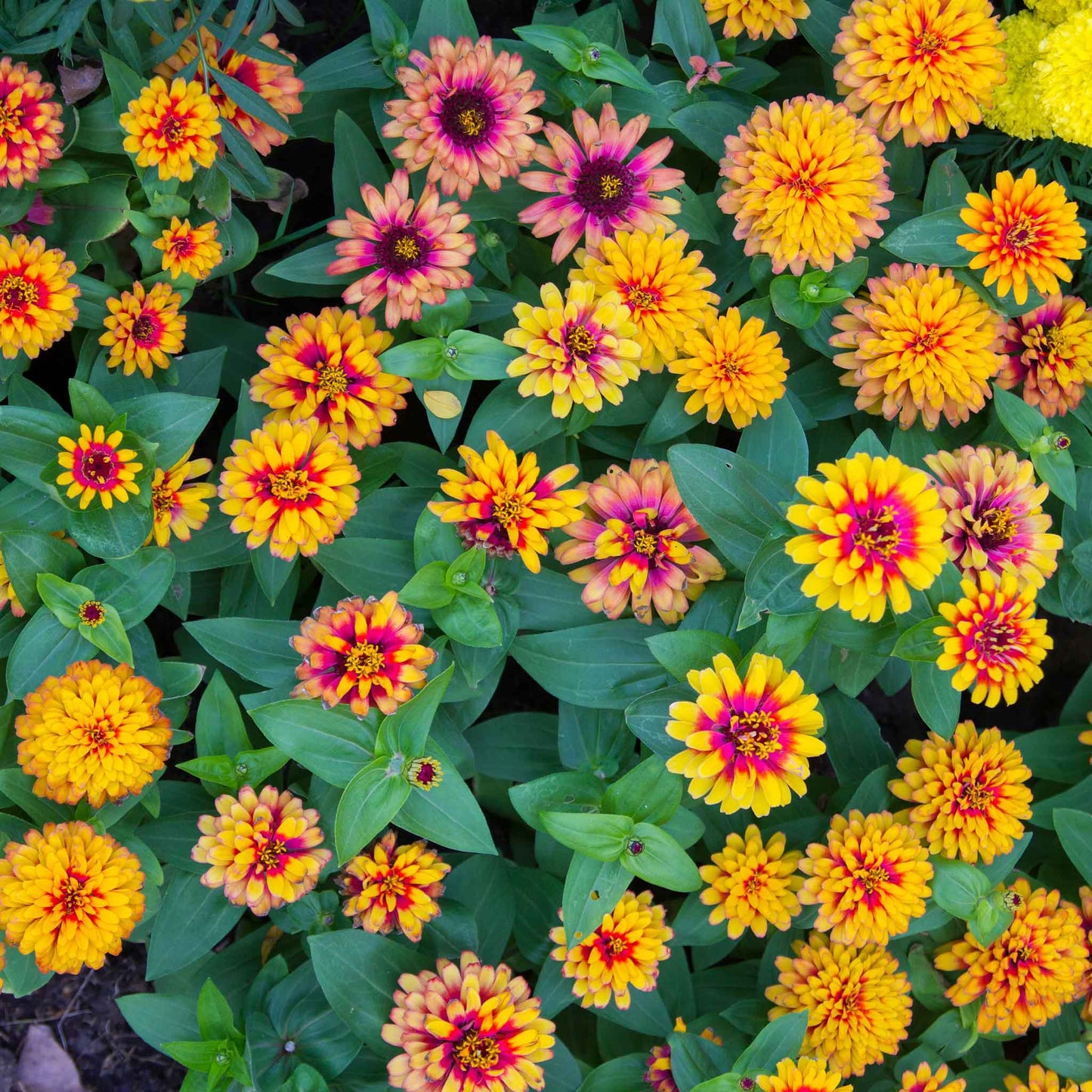 Vivid zinnia zowie yellow flame flowers in yellow and orange on a garden backdrop