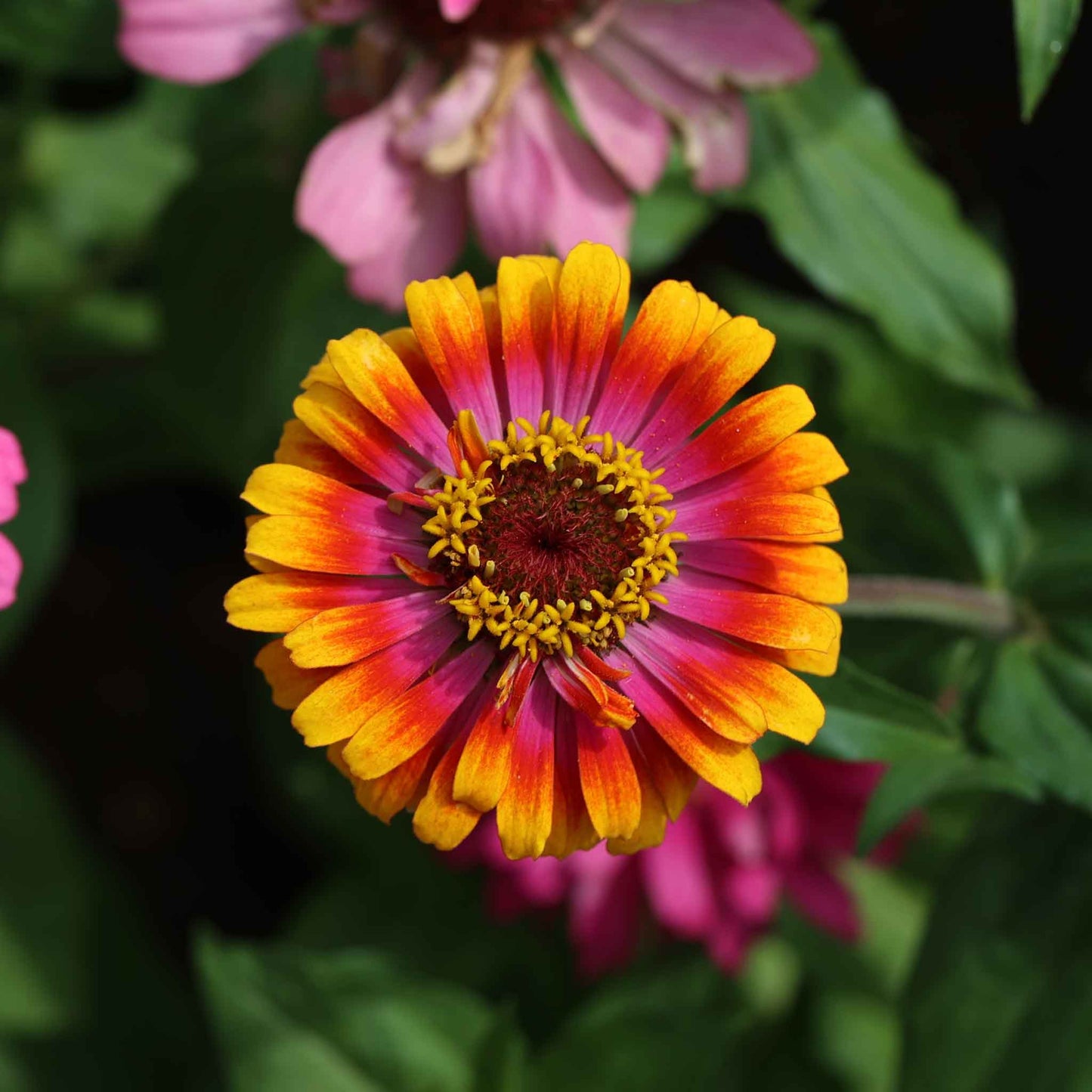 Zinnia zowie yellow flame in bold yellow-orange on a natural garden green backdrop