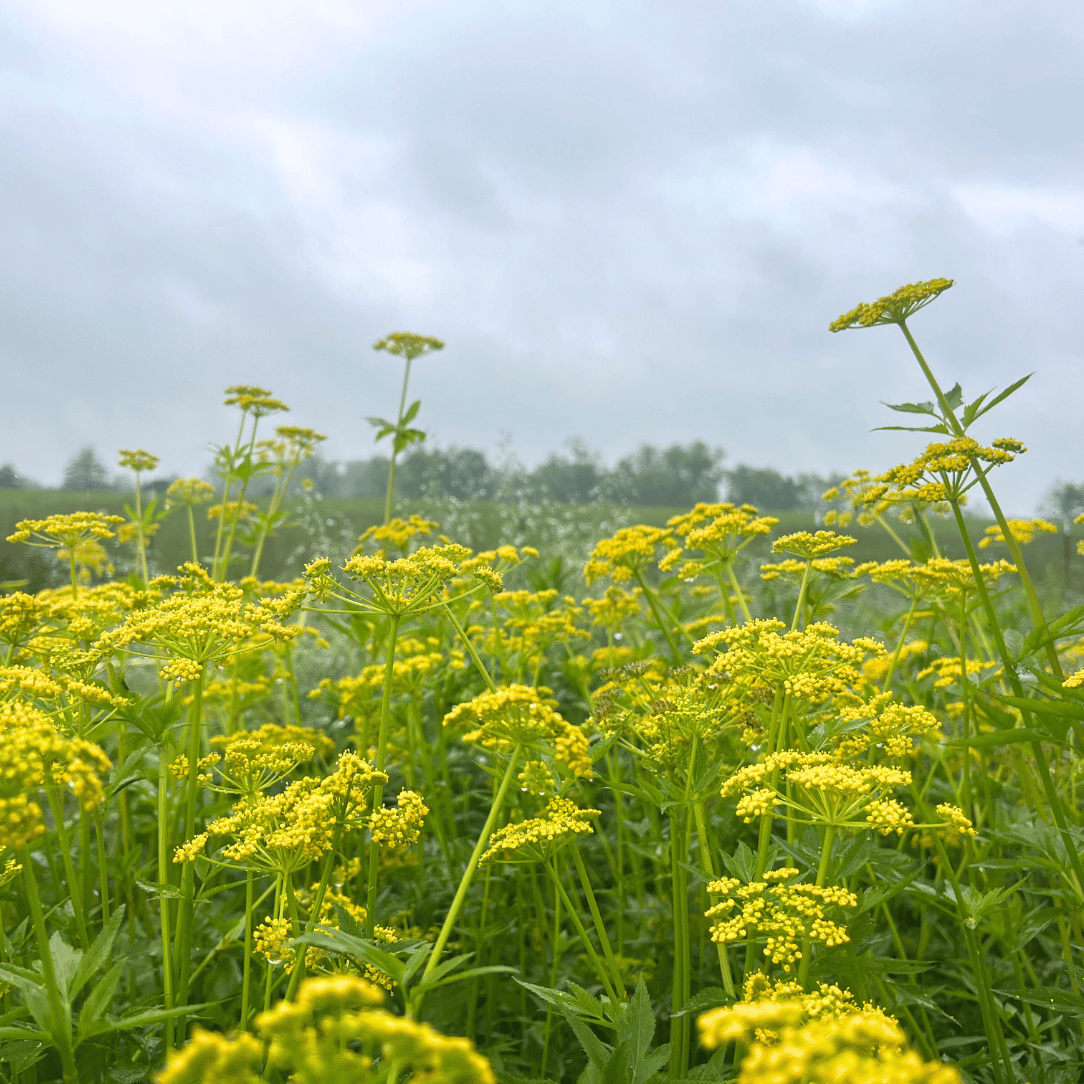 Golden Alexander - PollinateHV Local Ecotype Seedling