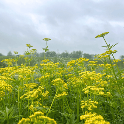Golden Alexander - PollinateHV Local Ecotype Seedling