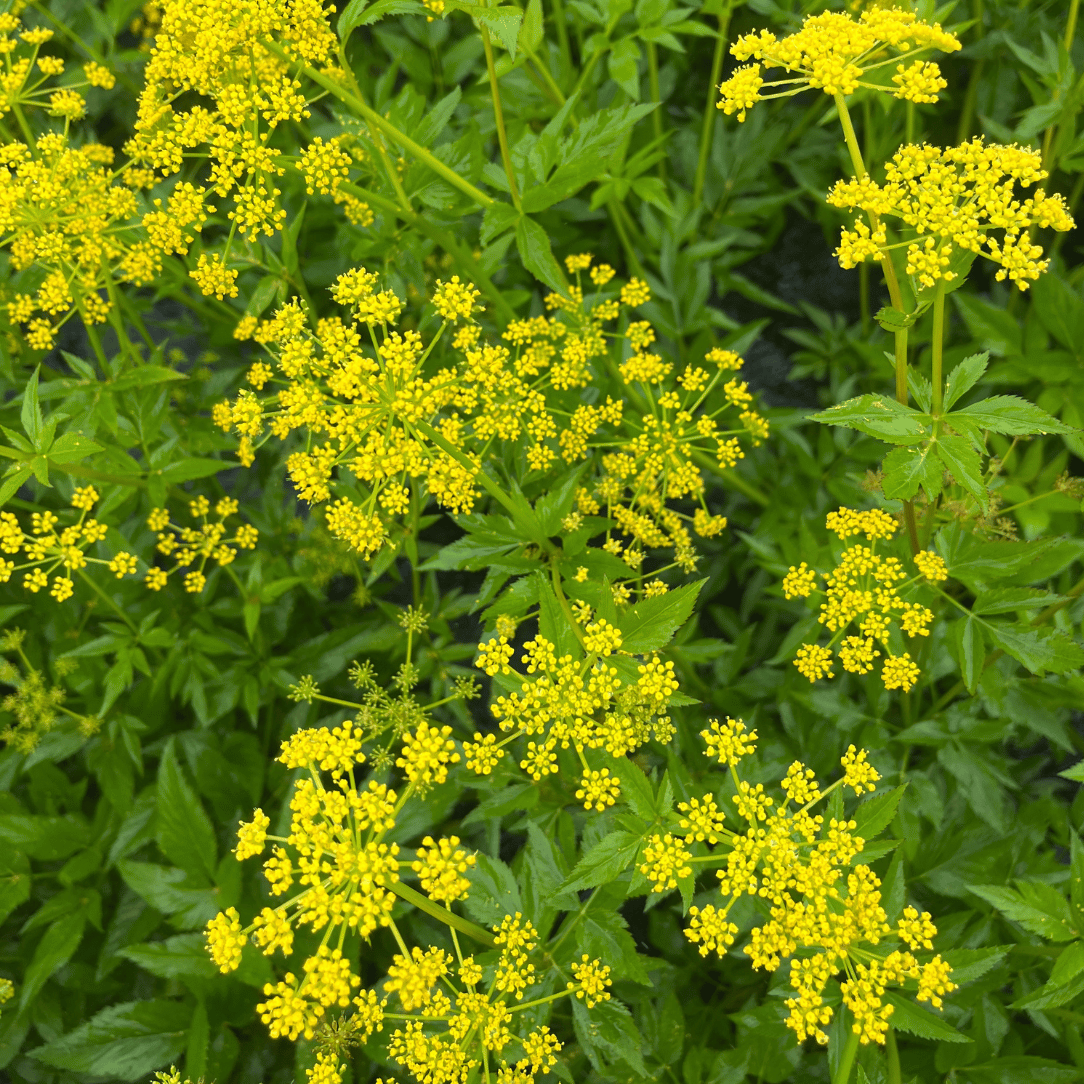 Golden Alexander - PollinateHV Local Ecotype Seedling