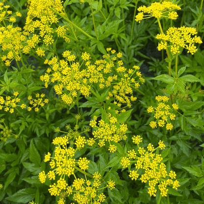 Golden Alexander - PollinateHV Local Ecotype Seedling