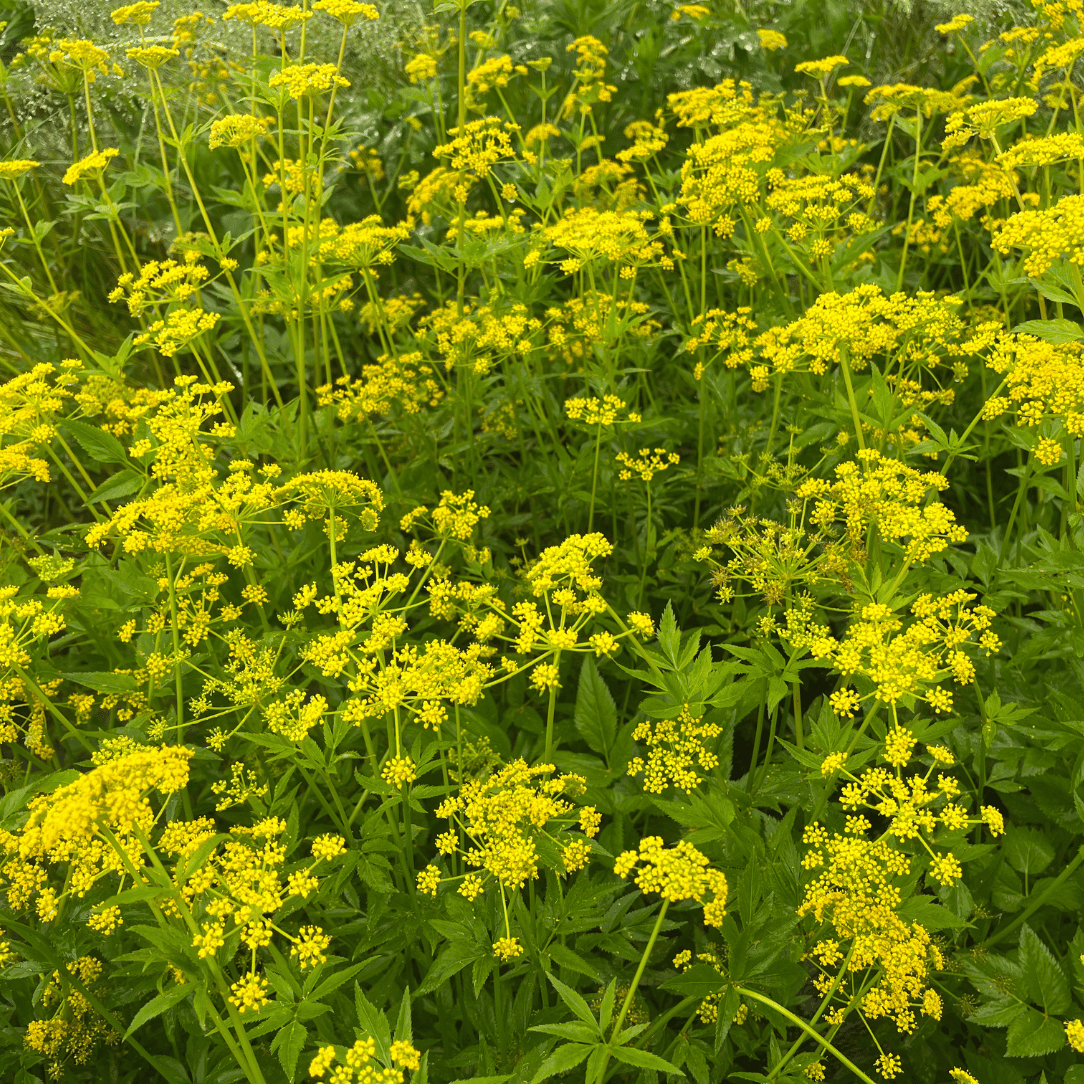 Golden Alexander - PollinateHV Local Ecotype Seedling