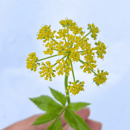 Golden Alexander - PollinateHV Local Ecotype Seedling