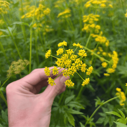 Golden Alexander - PollinateHV Local Ecotype Seedling